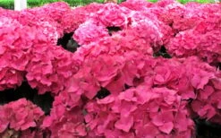 Merritts Supreme Hydrangea - 1 Gallon Pot -Green Haven Sales Hydrangea Merrits Supreme Pink 12