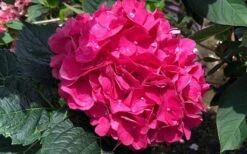 Merritts Supreme Hydrangea - 1 Gallon Pot -Green Haven Sales Hydrangea Merrits Supreme Pink 13