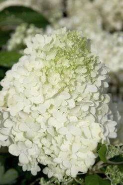 Moon Dance Hydrangea - 2 Gallon Pot -Green Haven Sales Hydrangea Moon Dance 2