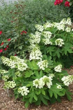 Munchkin Dwarf Oakleaf Hydrangea - 2 Gallon Pot -Green Haven Sales Hydrangea Munchkin 11