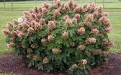 Munchkin Dwarf Oakleaf Hydrangea - 2 Gallon Pot -Green Haven Sales Hydrangea Munchkin