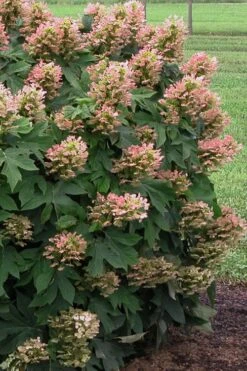 Munchkin Dwarf Oakleaf Hydrangea - 3 Gallon Pot -Green Haven Sales Hydrangea Munchkin 500x750 2
