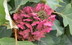 Munchkin Dwarf Oakleaf Hydrangea - 2 Gallon Pot -Green Haven Sales Hydrangea Munchkin Bloom Closeup
