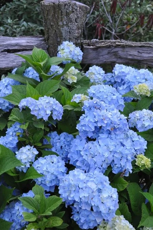 Nikko Blue Hydrangea - 2 Gallon Pot 1 Nikko Blue Hydrangea - 2 Gallon Pot