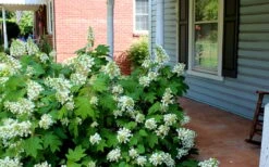 Pee Wee Dwarf Oakleaf Hydrangea - 3 Gallon Pot -Green Haven Sales Hydrangea Oakleaf Pee Wee