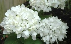 Sister Theresa Hydrangea - 1 Gallon Pot -Green Haven Sales Hydrangea Sister Theresa 50