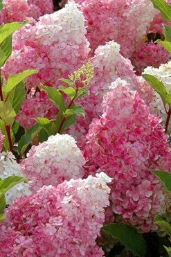 Strawberry Sundae Hydrangea - 3 Gallon Pot -Green Haven Sales Hydrangea Strawberry Sundae Flowers 3