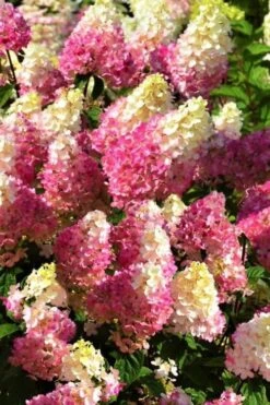 Strawberry Sundae Hydrangea - 1 Gallon Pot -Green Haven Sales Hydrangea Strawberry Sundae Flowers 5 1