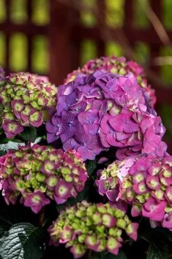 Summer Crush Endless Summer Hydrangea - 7 Gallon Pot -Green Haven Sales Hydrangea Summer Crush Endless Summer 5