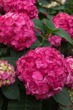 Summer Crush Endless Summer Hydrangea - 7 Gallon Pot -Green Haven Sales Hydrangea Summer Crush Endless Summer 6