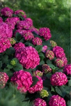 Summer Crush Endless Summer Hydrangea - 7 Gallon Pot -Green Haven Sales Hydrangea Summer Crush Endless Summer 9