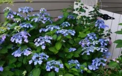Twist-N-Shout Endless Summer Hydrangea - 1 Gallon Pot -Green Haven Sales Hydrangea Twist N Shout Blue Flowers 3