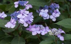 Twist-N-Shout Endless Summer Hydrangea - 1 Gallon Pot -Green Haven Sales Hydrangea Twist N Shout Lavender Flowers 2