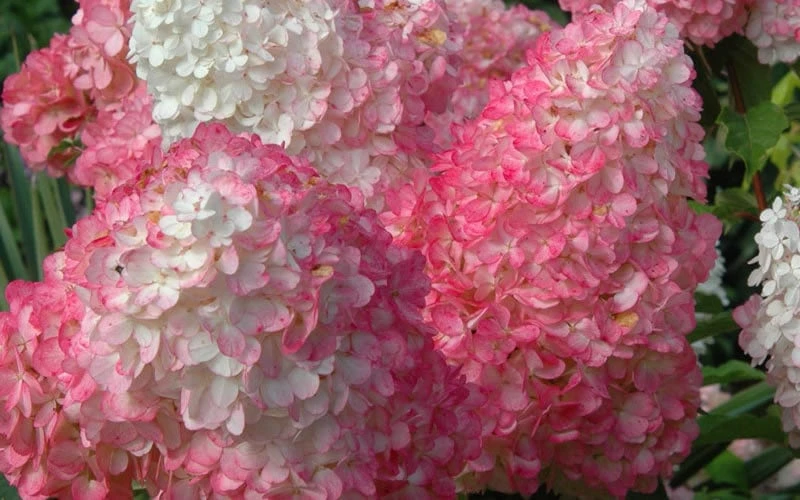 Vanilla Strawberry Hydrangea - 1 Gallon Pot 5 Vanilla Strawberry Hydrangea - 1 Gallon Pot - Image 5