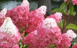 Vanilla Strawberry Hydrangea - 1 Gallon Pot 10 Vanilla Strawberry Hydrangea - 1 Gallon Pot -Green Haven Sales Hydrangea Vanilla Strawberry 3