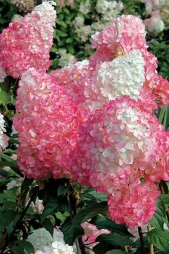 Vanilla Strawberry Hydrangea - 1 Gallon Pot 12 Vanilla Strawberry Hydrangea - 1 Gallon Pot -Green Haven Sales Hydrangea Vanilla Strawberry BS