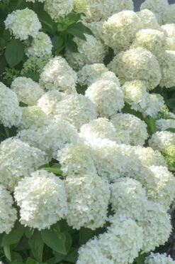 White Wedding Hydrangea - 3 Gallon Pot -Green Haven Sales Hydrangea White Wedding 5 x750