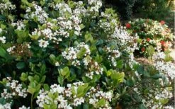 Spring Sonata Indian Hawthorne - 3 Gallon Pot 13 Spring Sonata Indian Hawthorne - 3 Gallon Pot -Green Haven Sales Indian Hawthorne Spring Sonata 2