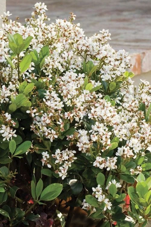 Spring Sonata Indian Hawthorne - 3 Gallon Pot 1 Spring Sonata Indian Hawthorne - 3 Gallon Pot