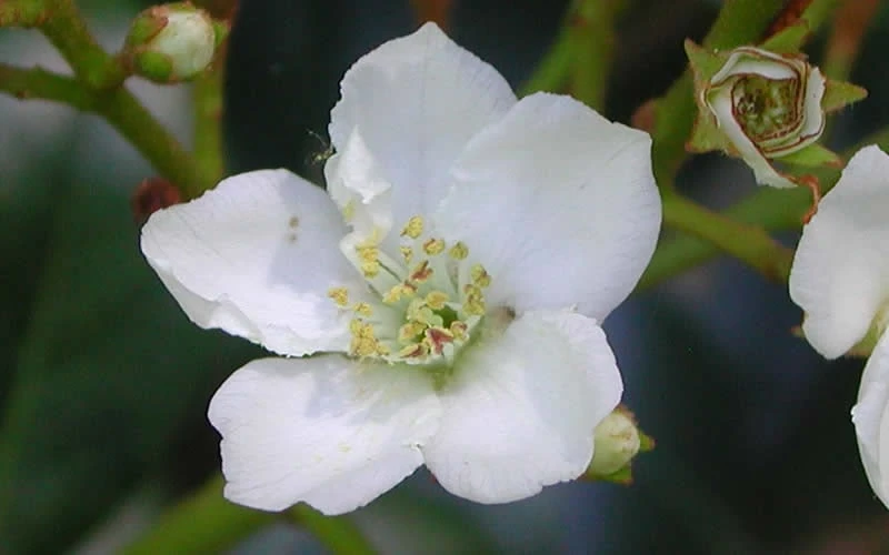 Spring Sonata Indian Hawthorne - 3 Gallon Pot 6 Spring Sonata Indian Hawthorne - 3 Gallon Pot - Image 6