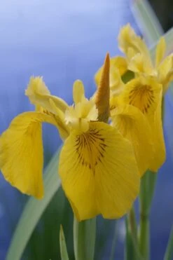 Yellow Flag Iris - 6 Pack Of 1 Gallon Pots -Green Haven Sales Iris Yellow Flag 2