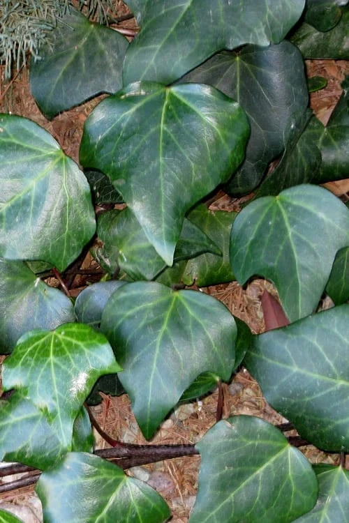 Algerian Ivy - Hedera Helix - 5 Pack Of Pint Pots 1 Algerian Ivy - Hedera Helix - 5 Pack Of Pint Pots