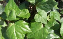 Algerian Ivy - Hedera Helix - 5 Pack Of Pint Pots 8 Algerian Ivy - Hedera Helix - 5 Pack Of Pint Pots -Green Haven Sales Ivy Algerian Closeup