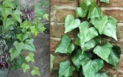 Algerian Ivy - Hedera Helix - 5 Pack Of Pint Pots 7 Algerian Ivy - Hedera Helix - 5 Pack Of Pint Pots -Green Haven Sales Ivy Algerian Combo