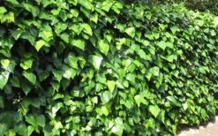 Algerian Ivy - Hedera Helix - 5 Pack Of Pint Pots 9 Algerian Ivy - Hedera Helix - 5 Pack Of Pint Pots -Green Haven Sales Ivy Algerian Landscape