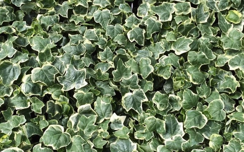 Anne Marie White Variegated Ivy (Hedera Helix) - 6 Pack Of 2.5" Pots 5 Anne Marie White Variegated Ivy (Hedera Helix) - 6 Pack Of 2.5" Pots - Image 5