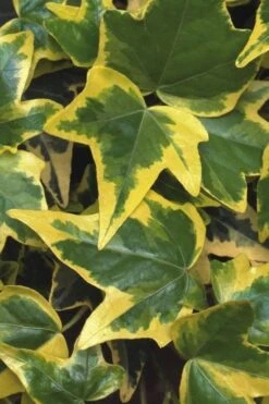 Gold Child Ivy (Hedera Helix) - 6 Pack Of Pint Pots 9 Gold Child Ivy (Hedera Helix) - 6 Pack Of Pint Pots -Green Haven Sales Ivy Gold Child 1