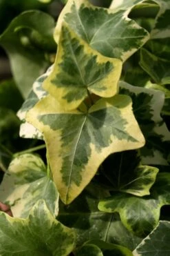 Gold Child Ivy (Hedera Helix) - 6 Pack Of Pint Pots 10 Gold Child Ivy (Hedera Helix) - 6 Pack Of Pint Pots -Green Haven Sales Ivy Gold Child 3