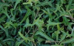 Needlepoint Ivy (Hedera Helix) - 10 Pack Of 4" Pots -Green Haven Sales Ivy Needlepoint 50