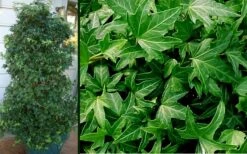 Needlepoint Ivy (Hedera Helix) - 5 Pack Of Pint Pots -Green Haven Sales Ivy Needlepoint Combo 1