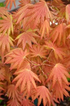 Autumn Moon Japanese Maple - 2 Gallon Pot
