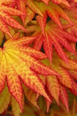 Autumn Moon Japanese Maple - 2 Gallon Pot -Green Haven Sales Japanese Maple Autumn Moon 4