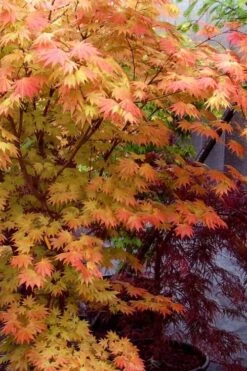 Autumn Moon Japanese Maple - 2 Gallon Pot -Green Haven Sales Japanese Maple Autumn Moon 7