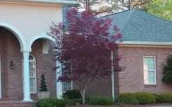 Bloodgood Red Leaf Japanese Maple - 1 Gallon Pot -Green Haven Sales Japanese Maple Bloodgood 2