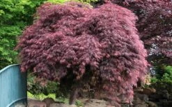Crimson Queen Dwarf Japanese Maple (High Graft Tree Form) - 1 Gallon Pot 13 Crimson Queen Dwarf Japanese Maple (High Graft Tree Form) - 1 Gallon Pot -Green Haven Sales Japanese Maple Crimson Queen 22