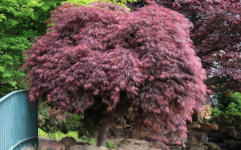 Crimson Queen Dwarf Japanese Maple (High Graft Tree Form) - 1 Gallon Pot 7 Crimson Queen Dwarf Japanese Maple (High Graft Tree Form) - 1 Gallon Pot - Image 7
