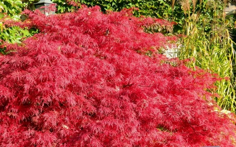 Crimson Queen Dwarf Japanese Maple (High Graft Tree Form) - 1 Gallon Pot 5 Crimson Queen Dwarf Japanese Maple (High Graft Tree Form) - 1 Gallon Pot - Image 5