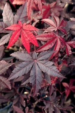 Emperor 1 Japanese Maple - 3 Gallon Pot 9 Emperor 1 Japanese Maple - 3 Gallon Pot -Green Haven Sales Japanese Maple Emperor 1 500x750 1