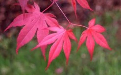 Bloodgood Red Leaf Japanese Maple - 1 Gallon Pot -Green Haven Sales Japanese Maple Fall Color