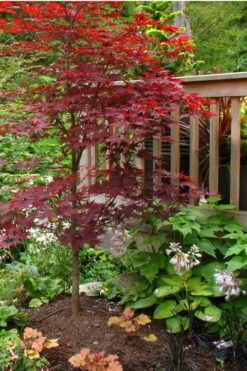 Fireglow Red Leaf Japanese Maple - 3 Gallon Pot -Green Haven Sales Japanese Maple Fireglow 500x750 1