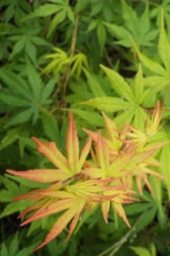 Glowing Embers Japanese Maple - 7 Gallon Pot (7'+) -Green Haven Sales Japanese Maple Glowing Embers 6
