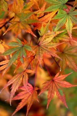 Glowing Embers Japanese Maple - 7 Gallon Pot (7'+) -Green Haven Sales Japanese Maple Glowing Embers 7