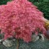 Hana Matoi Pink Leaf Japanese Maple (Acer Palmatum) - 2 Gallon Pot
