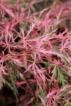 Hana Matoi Pink Leaf Japanese Maple (Acer Palmatum) - 2 Gallon Pot -Green Haven Sales Japanese Maple Hana Matoi Leaves Closeup