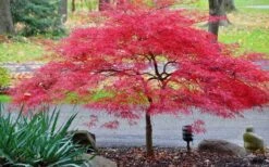 Inaba Shidare Red Japanese Maple - 1 Gallon Pot 9 Inaba Shidare Red Japanese Maple - 1 Gallon Pot -Green Haven Sales Japanese Maple Inaba Shidare 2