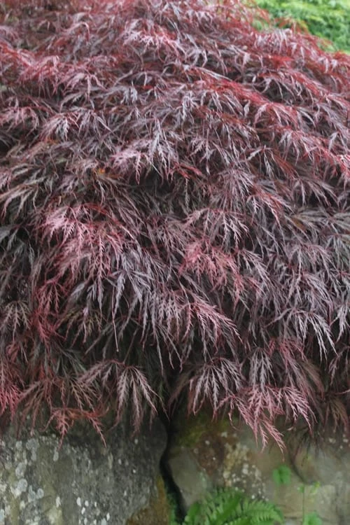 Inaba Shidare Red Japanese Maple - 1 Gallon Pot 4 Inaba Shidare Red Japanese Maple - 1 Gallon Pot - Image 4